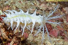 sea cucumber